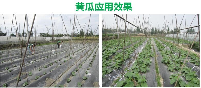 氨基寡糖素 - 植物的免疫衛(wèi)士，根結(jié)線蟲(chóng)的克星