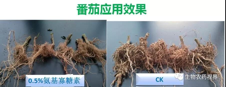 氨基寡糖素 - 植物的免疫衛(wèi)士，根結(jié)線蟲(chóng)的克星