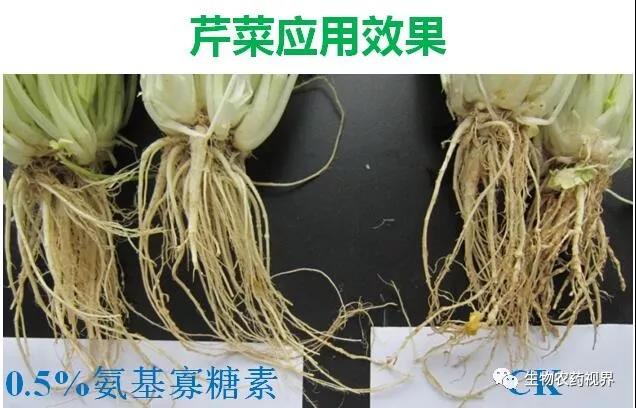 氨基寡糖素 - 植物的免疫衛(wèi)士，根結(jié)線蟲(chóng)的克星