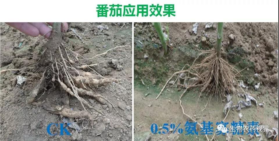 氨基寡糖素 - 植物的免疫衛(wèi)士，根結(jié)線蟲(chóng)的克星