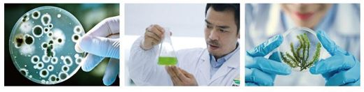 成都新朝陽作物科學(xué)股份有限公司