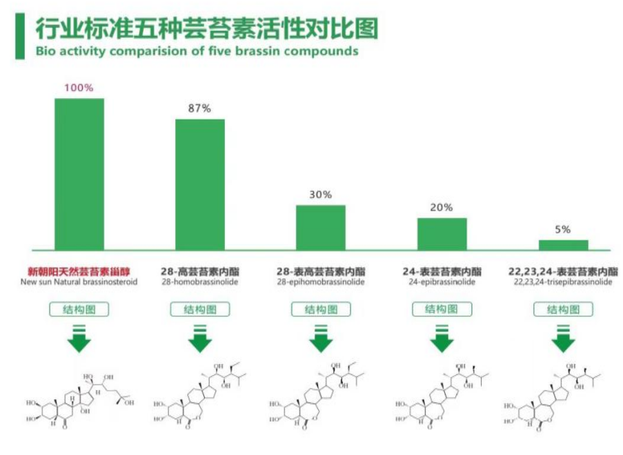 小麥拌種選新朝陽天然蕓苔素，讓小麥高產贏在起跑線上?。ㄐ←溤谑裁磿r候用蕓苔素效果最佳）