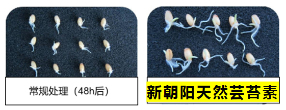 小麥拌種選新朝陽天然蕓苔素，讓小麥高產贏在起跑線上！（小麥在什么時候用蕓苔素效果最佳）