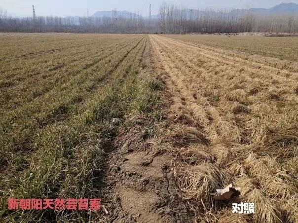 小麥拌種選新朝陽天然蕓苔素，讓小麥高產贏在起跑線上?。ㄐ←溤谑裁磿r候用蕓苔素效果最佳）