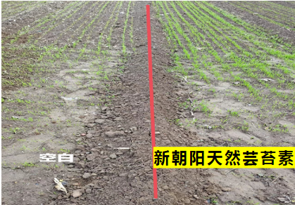 小麥拌種選新朝陽天然蕓苔素，讓小麥高產贏在起跑線上！（小麥在什么時候用蕓苔素效果最佳）