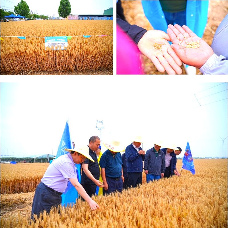 生物技術(shù)助力糧食單產(chǎn)顯著提升-“十四五”國家重點(diǎn)研發(fā)計(jì)劃成果應(yīng)用觀摩會圓滿落幕